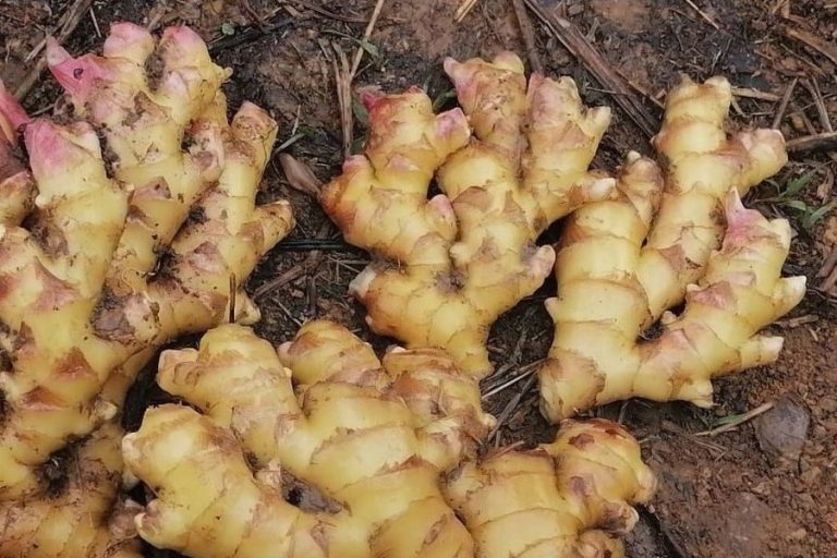 First air shipment of organic Peruvian ginger landed in the U.S. yesterday