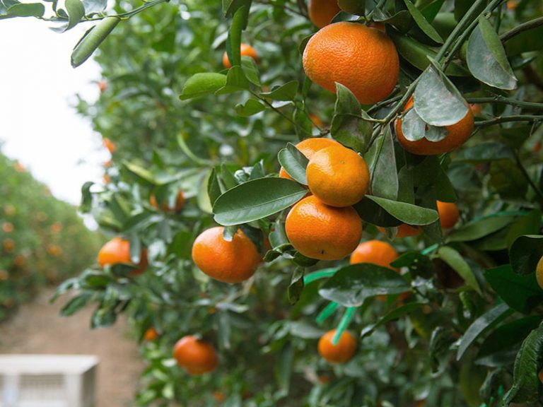 Modern easy peeler varieties give a boost to Peruvian mandarin exports