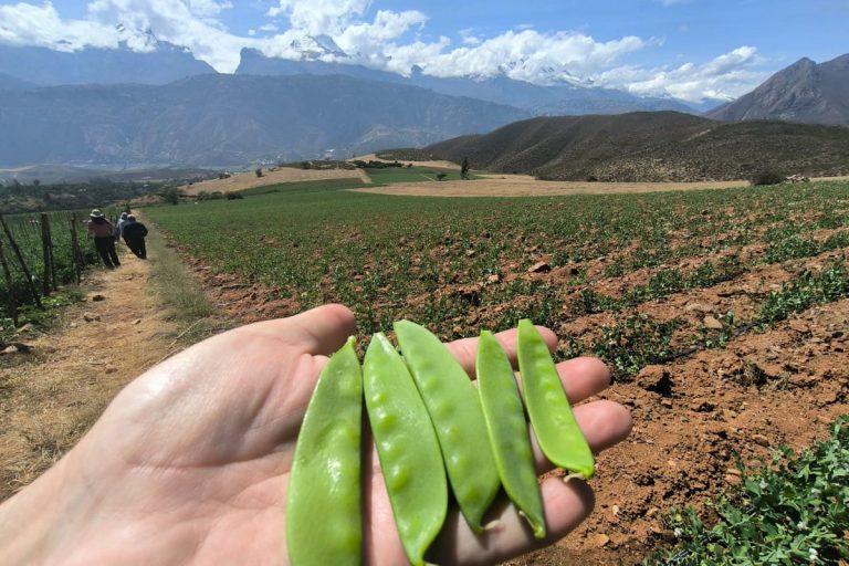 Europe is the largest market for peas from Peru