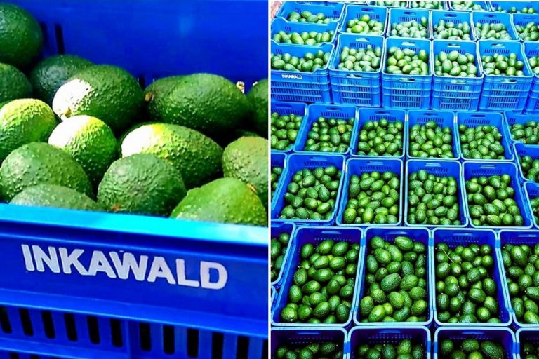 Avocado growing continues to expand in Peru