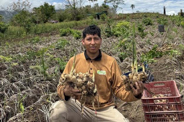 Local Peruvian ginger demand increases while growers wait for better prices in world markets