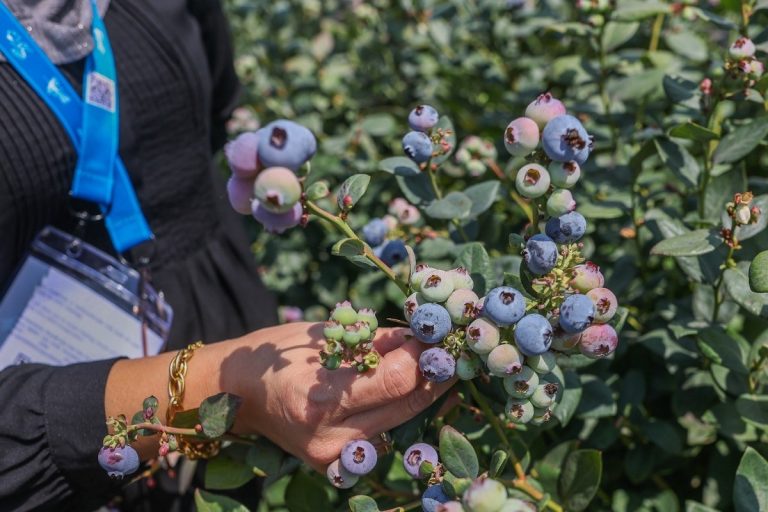 Peru consolidates its position as the world’s leading blueberry exporter
